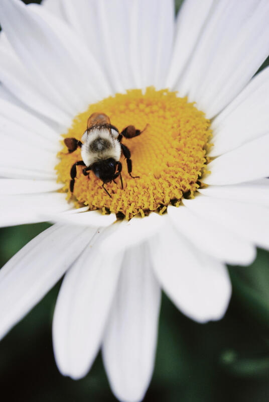 Photography NFTs by The Meatloaf