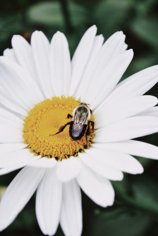Photography NFTs by The Meatloaf