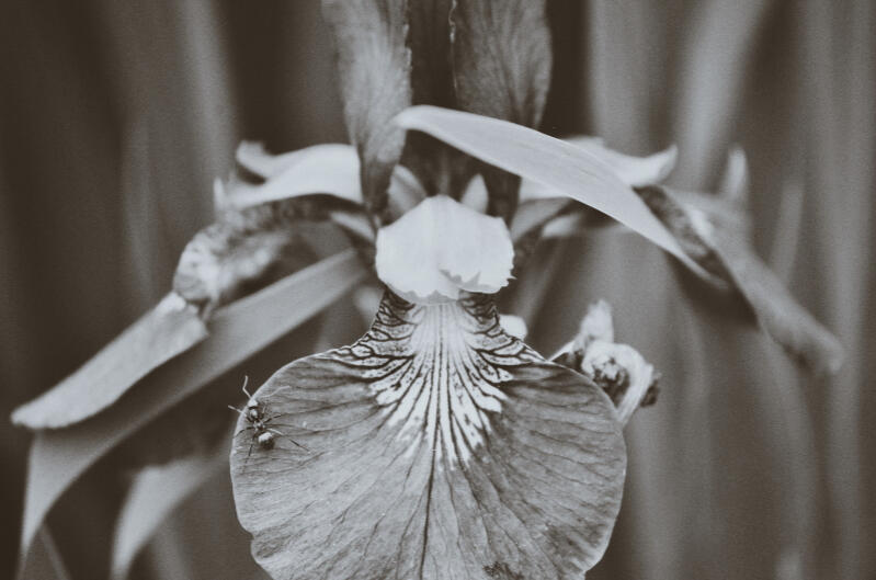 Photography NFTs by The Meatloaf