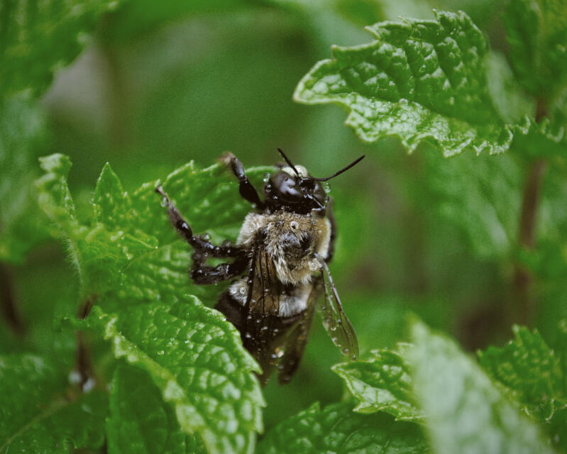 Photography NFTs by The Meatloaf