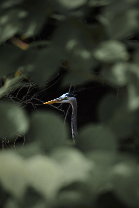 Photography NFTs by The Meatloaf