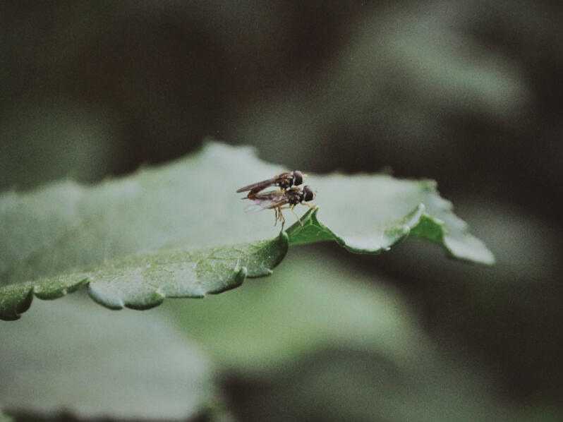 Photography NFTs by The Meatloaf