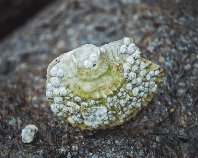 Photography NFTs by The Meatloaf